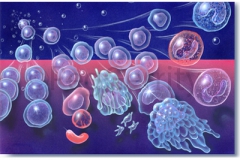 056-Stem-Cell-Maturation