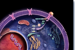 446-Cellular-Pathways