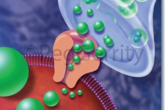 Neurotransmitter-Image-358