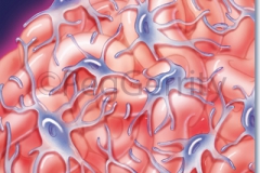 Glomerular-Capillaries-and-Cells-218