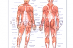 Muscular System Poster 239