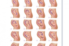 478 Pregnancy Weeks 21 - 40 Academic Poster