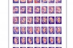 Poster of Human Fetus 487