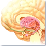 001 Alcohol Reward Mechanism