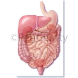 484-Digestive-System