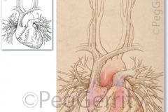 074V Heart and Pulmonary Vessels