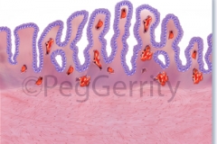 184R Menstrual Endometrium