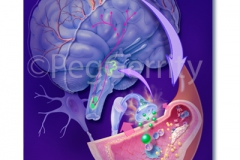 363 Migraine Mechanism