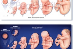 323-Comparative-Sizes-Fetal-Development