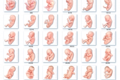 40-Weekly-Pregnancy-Set-231