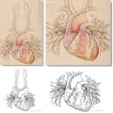 074 Heart w Pulmonary Vessels