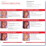 Pregnancy and Fetal Development Medical Illustration by Peg Gerrity for WRTK