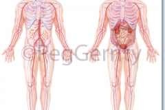 280V-Std-Man-Organs-Layers