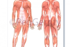 424 Muscular System