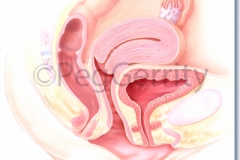 370 Female Reproductive System